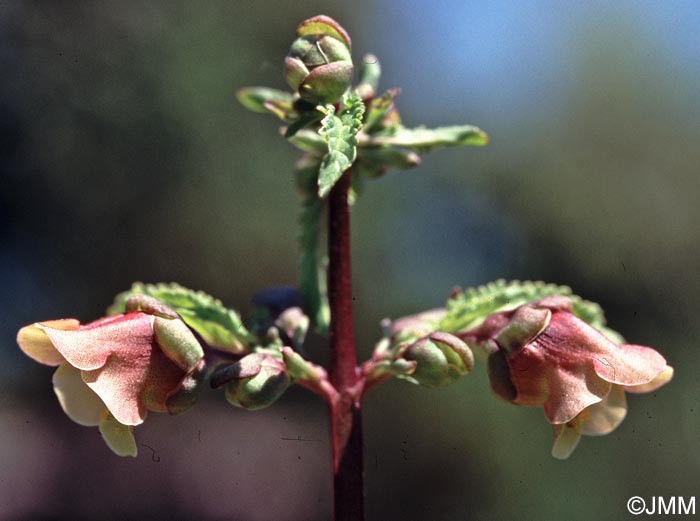 Scrophularia trifoliata