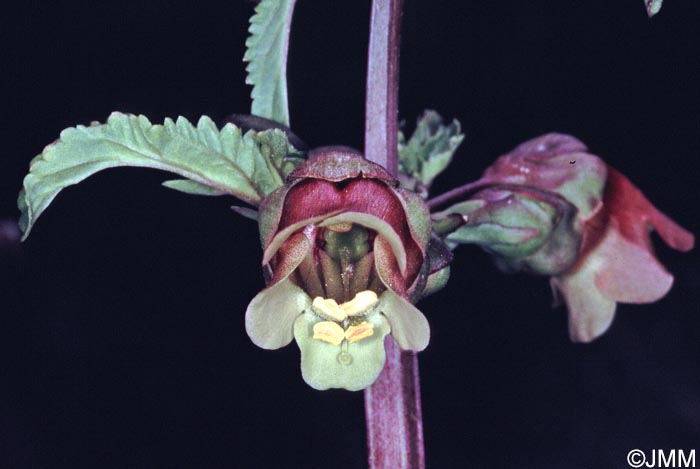 Scrophularia trifoliata