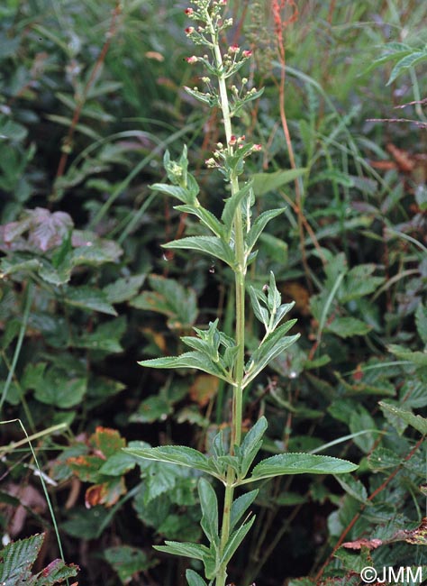 Scrophularia oblongifolia subsp. umbrosa = Scrophularia umbrosa