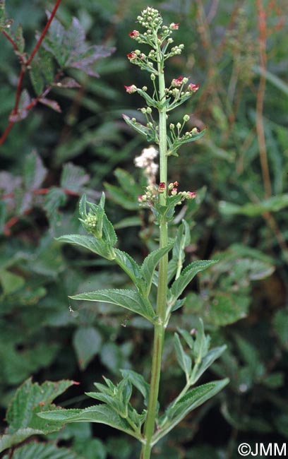 Scrophularia oblongifolia subsp. umbrosa = Scrophularia umbrosa