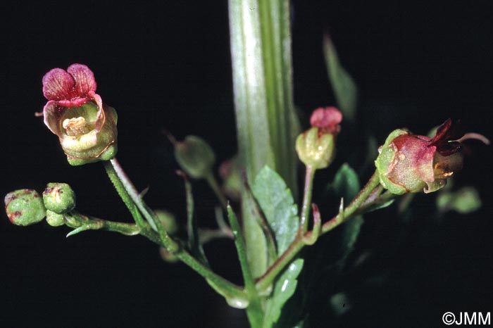 Scrophularia oblongifolia subsp. umbrosa = Scrophularia umbrosa