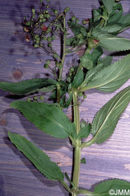 Scrophularia oblongifolia subsp. umbrosa = Scrophularia umbrosa