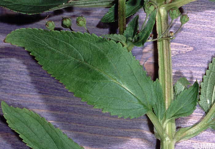 Scrophularia oblongifolia subsp. umbrosa = Scrophularia umbrosa