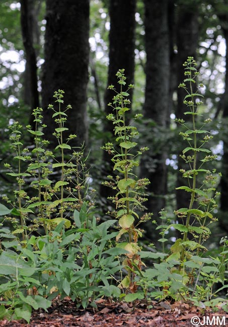 Scrophularia vernalis