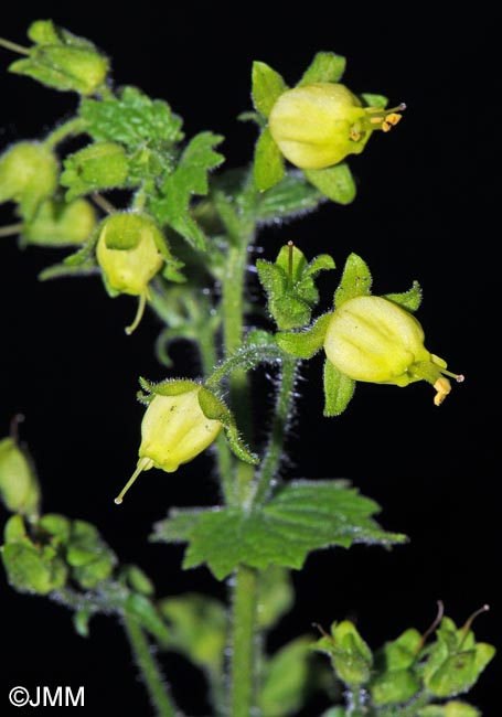 Scrophularia vernalis