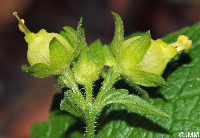 Scrophularia vernalis