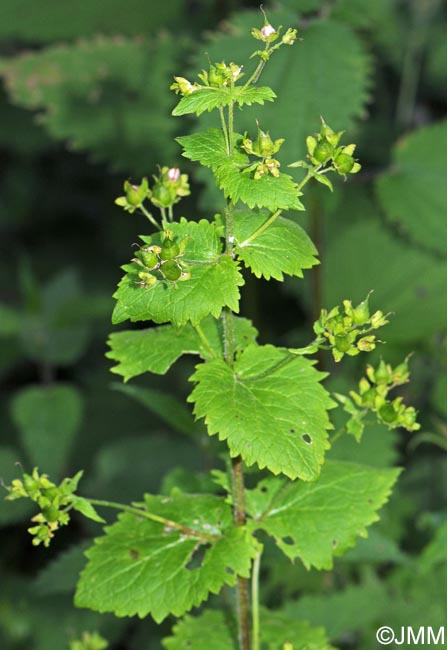 Scrophularia vernalis