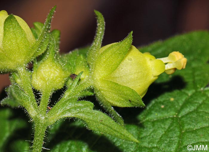 Scrophularia vernalis