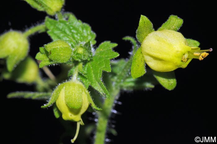 Scrophularia vernalis