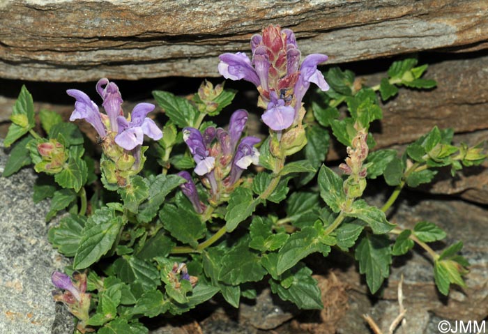 Scutellaria alpina