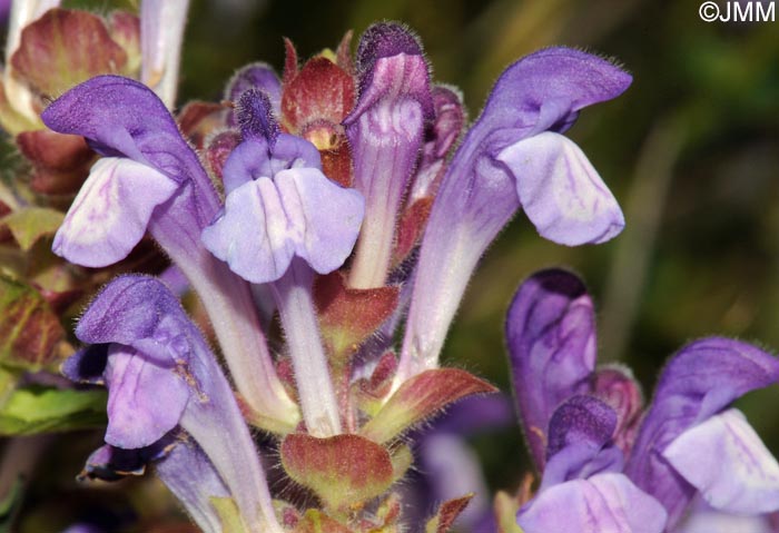 Scutellaria alpina