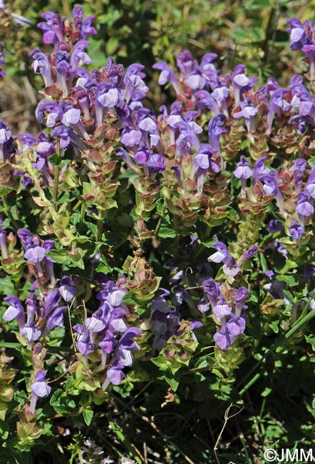 Scutellaria alpina