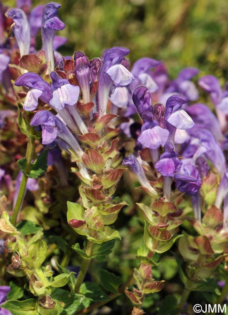 Scutellaria alpina