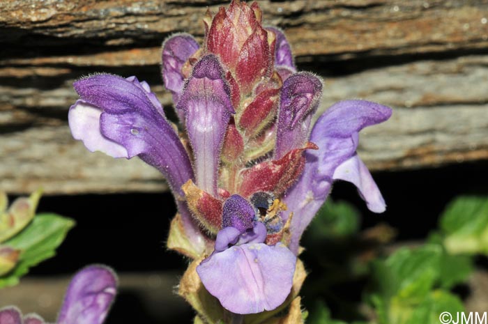 Scutellaria alpina