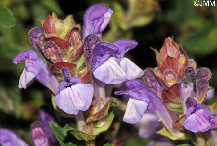 Scutellaria alpina