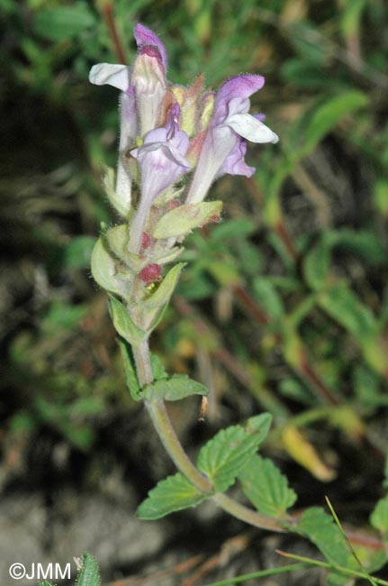 Scutellaria alpina