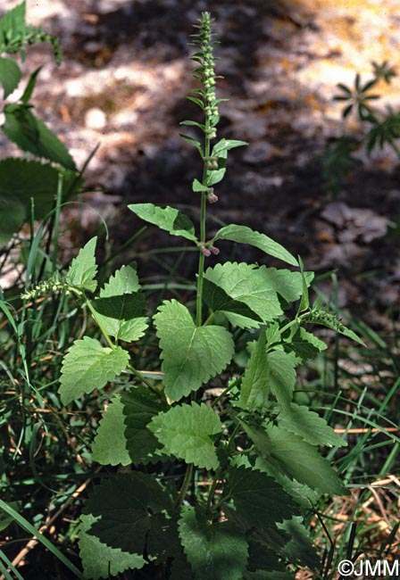 Scutellaria altissima