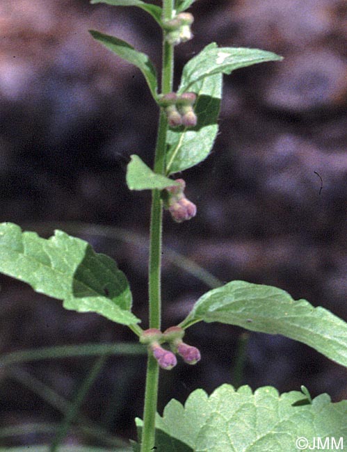 Scutellaria altissima