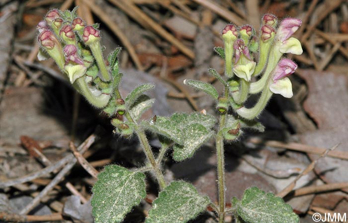 Scutellaria cypria subsp. cypria