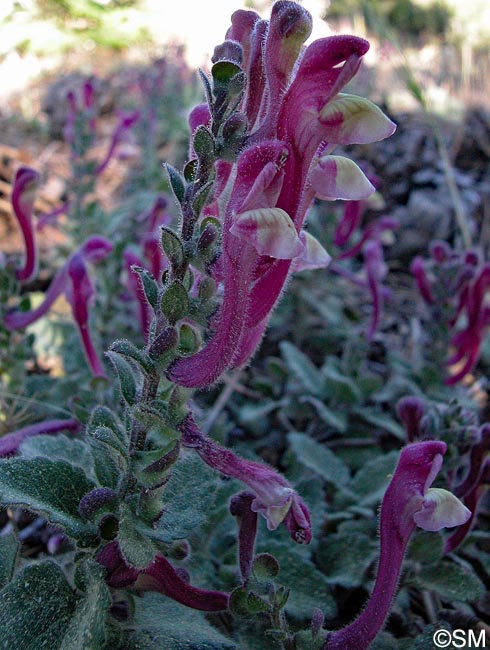 Scutellaria cypria subsp. cypria