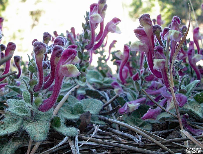 Scutellaria cypria subsp. cypria