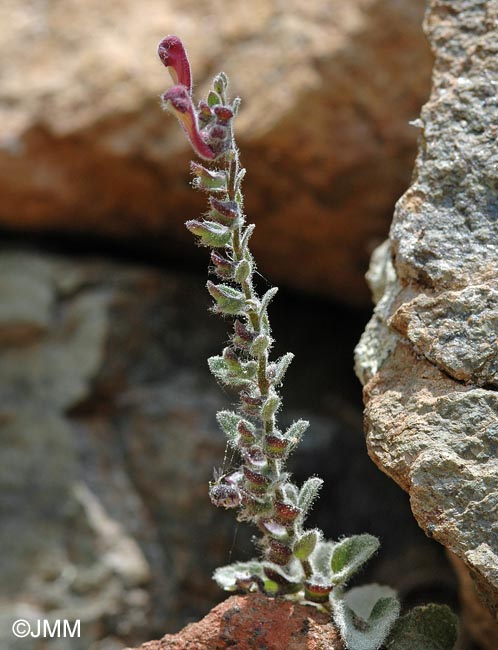 Scutellaria cypria subsp. elatior
