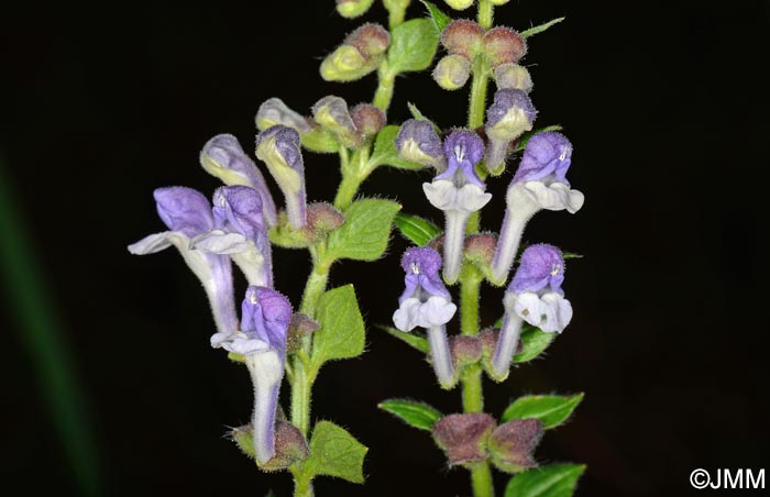 Scutellaria galericulata