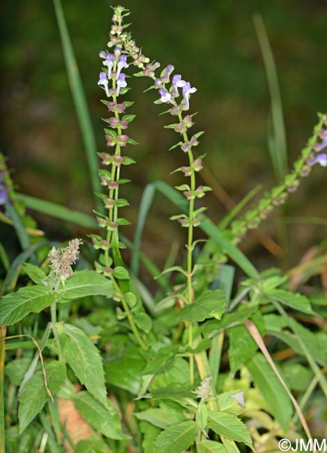 Scutellaria galericulata