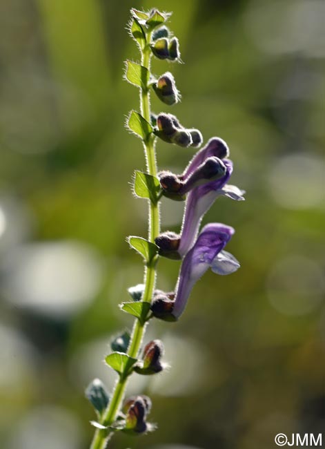 Scutellaria galericulata