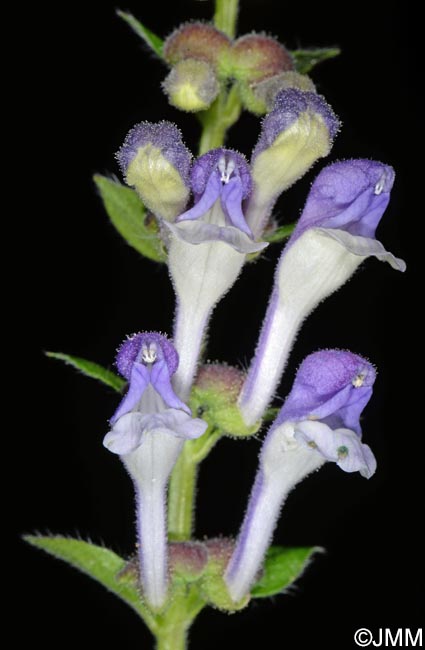 Scutellaria galericulata