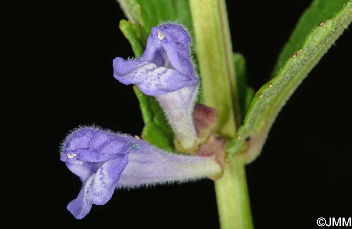 Scutellaria galericulata