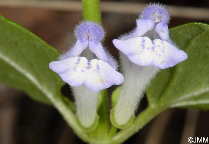 Scutellaria galericulata