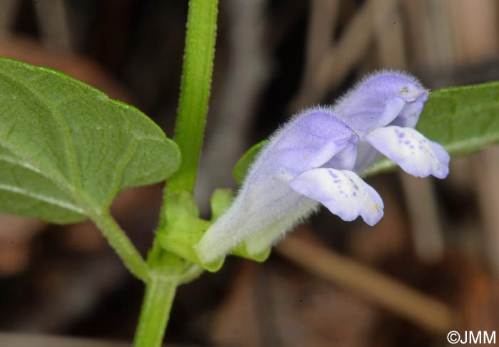 Scutellaria galericulata