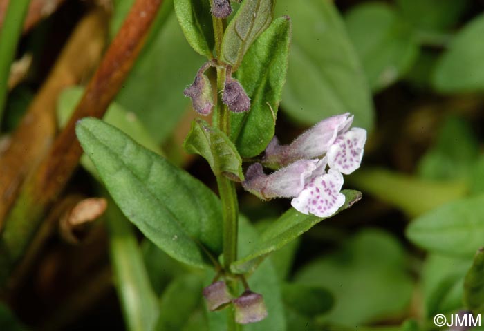 Scutellaria minor