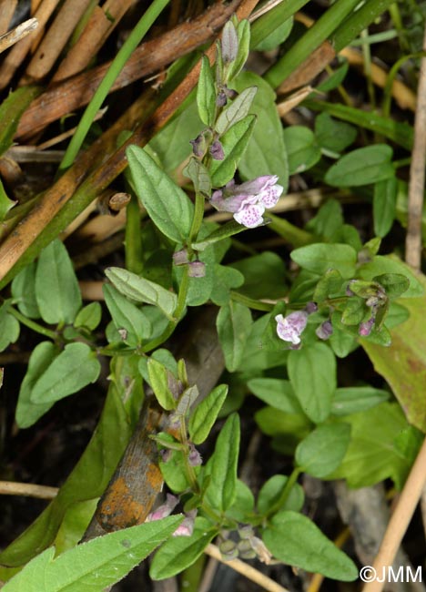 Scutellaria minor