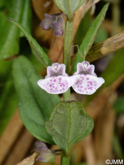 Scutellaria minor