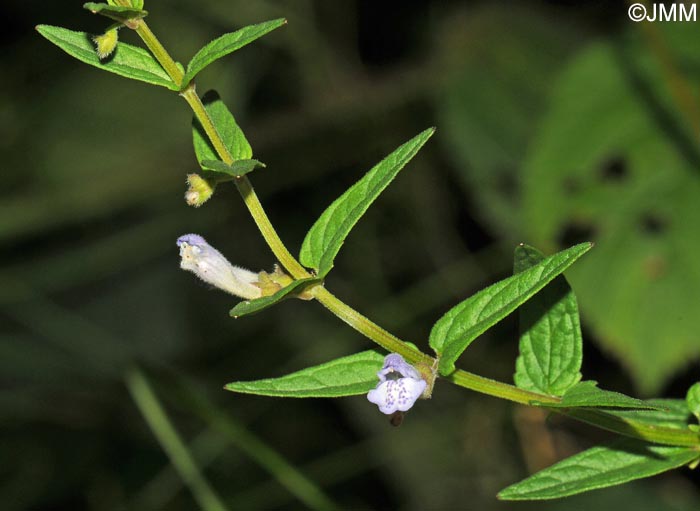 Scutellaria minor