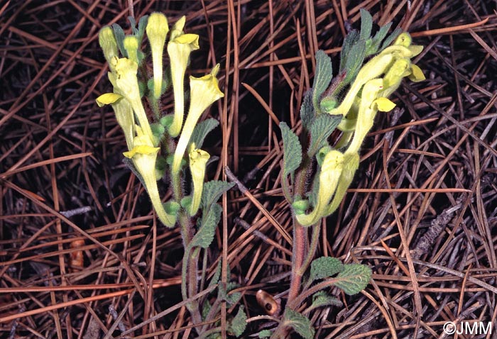 Scutellaria orientalis subsp. orientalis