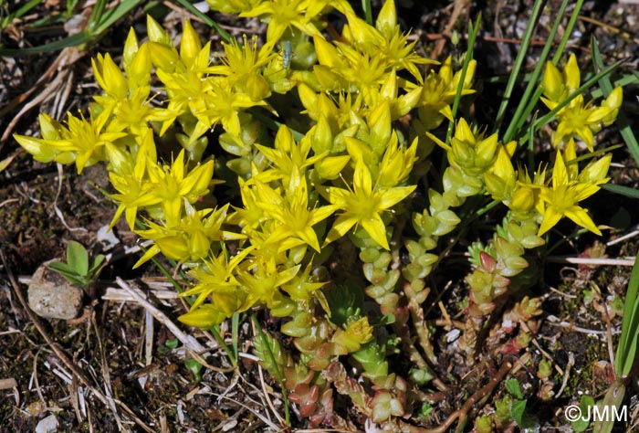 Sedum acre