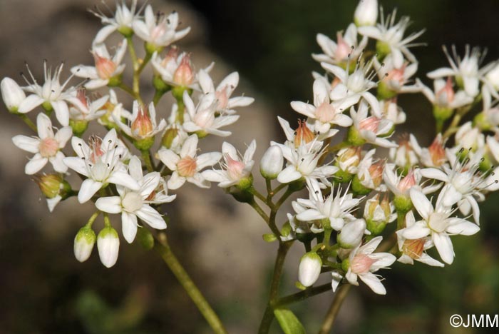 Sedum album