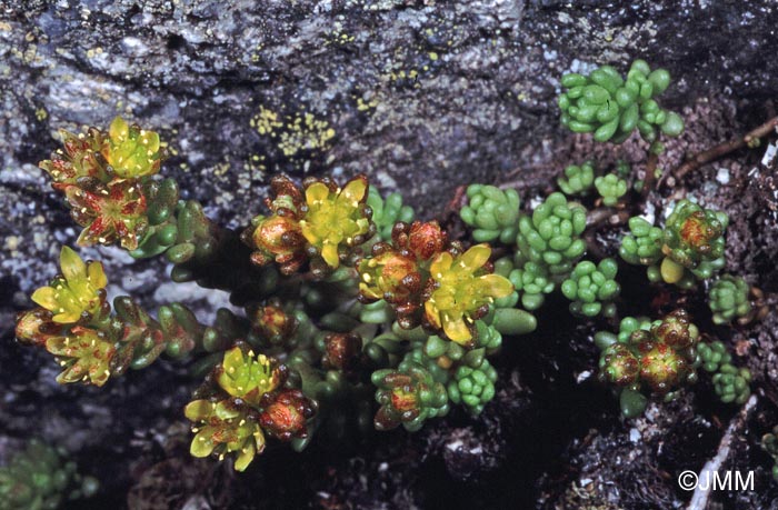 Sedum alpestre