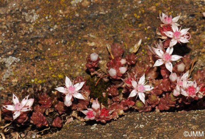 Sedum anglicum f. anglicum