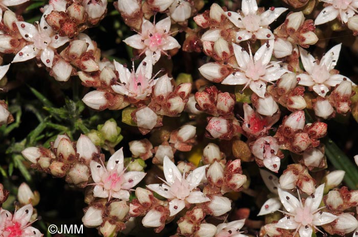 Sedum anglicum f. anglicum