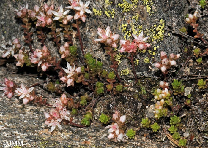 Sedum anglicum f. pyrenaicum