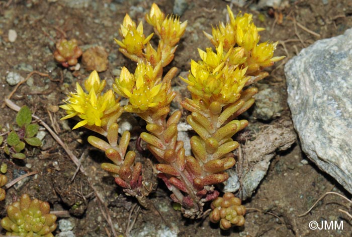 Sedum annuum