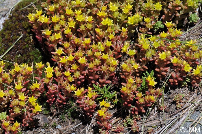 Sedum annuum