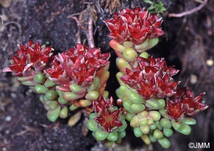 Sedum atratum subsp. atratum