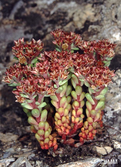 Sedum atratum subsp. atratum