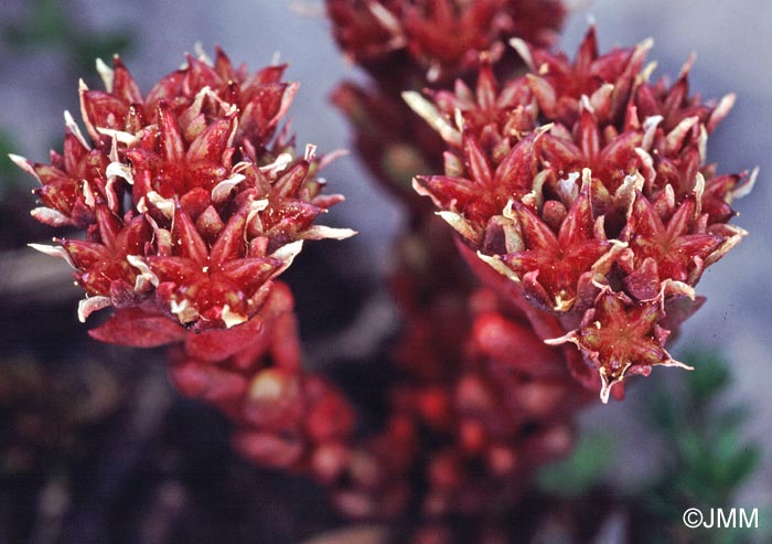 Sedum atratum subsp. atratum