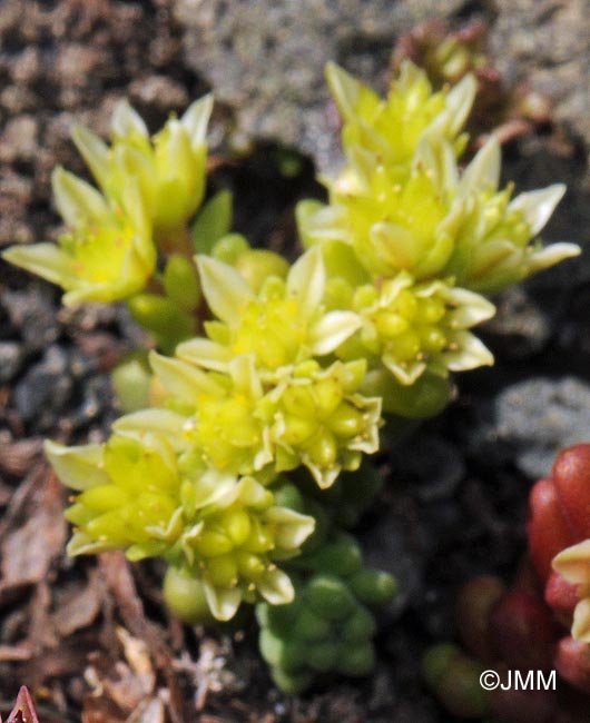 Sedum atratum subsp. carinthiacum